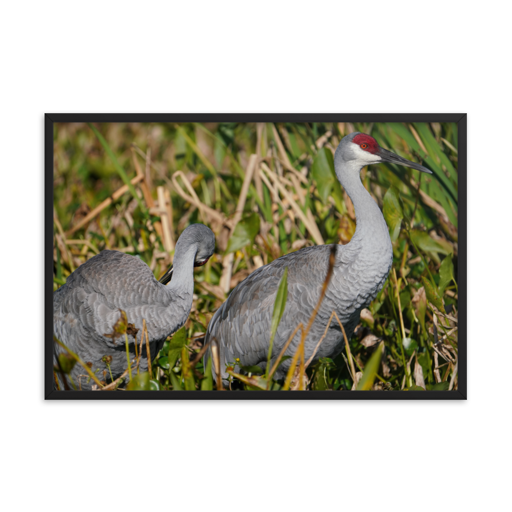 "Sandhills in the Morning" Framed photo paper poster