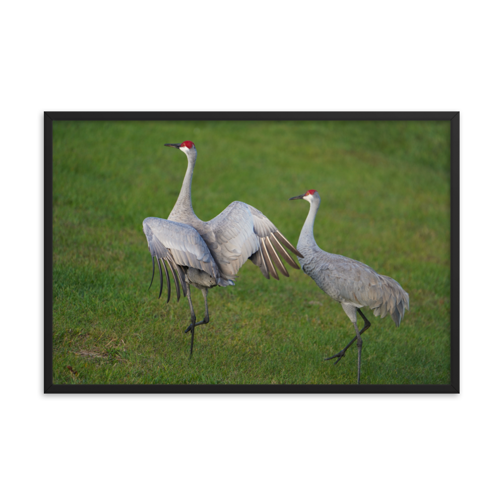 "Step Lively" Framed photo paper poster