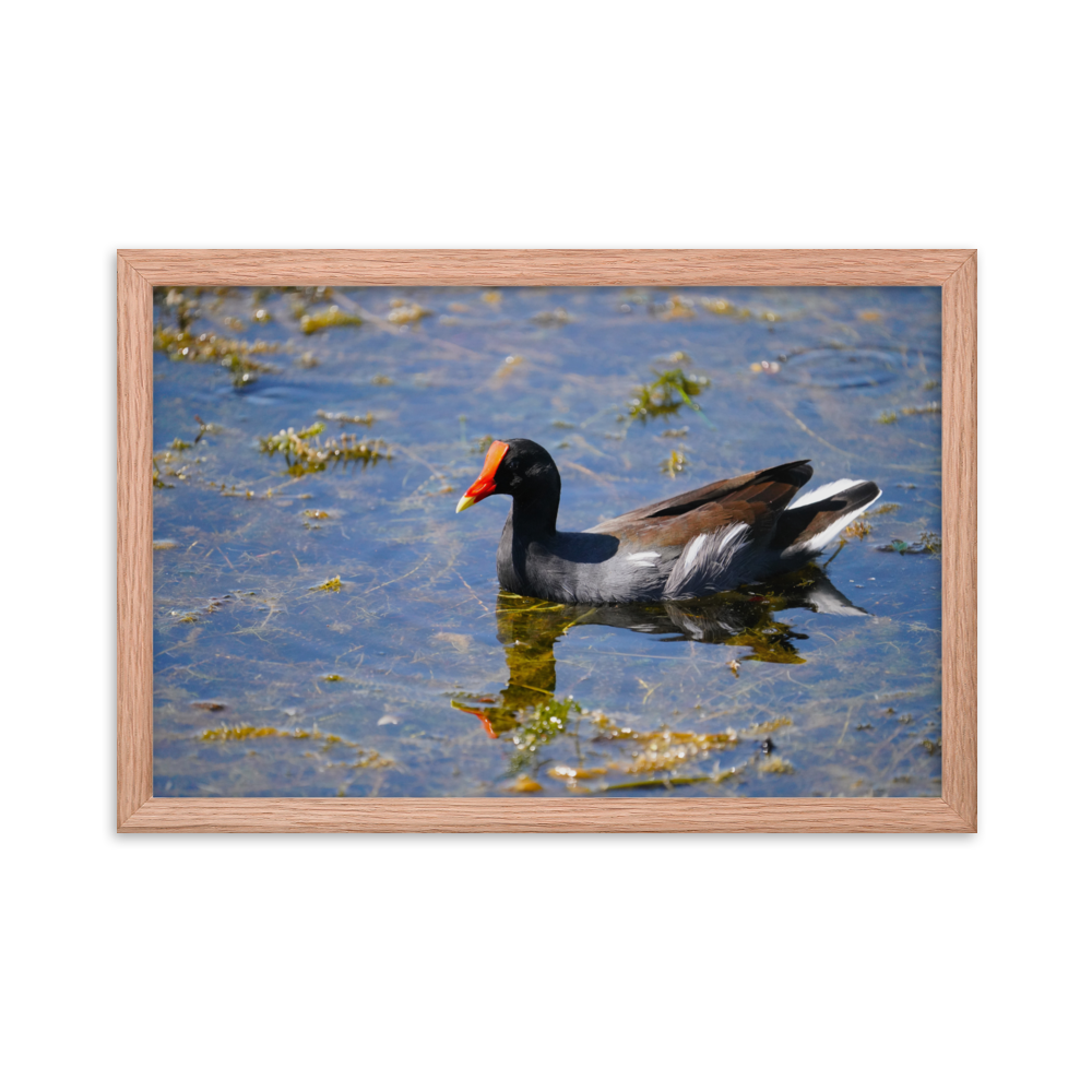 "Morning Moorhen" Framed photo paper poster