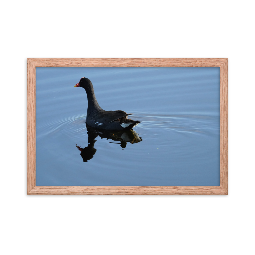 "Moorhen on the Blue" Framed photo paper poster