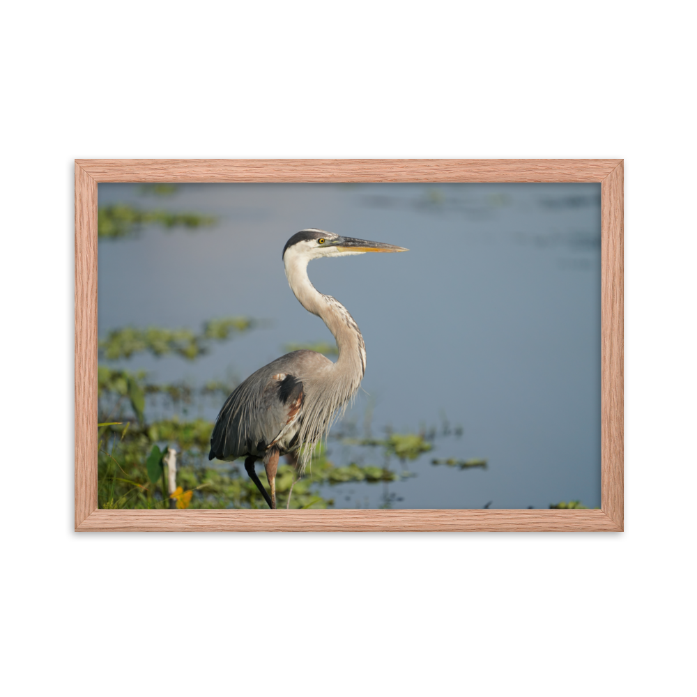 "Great Blue Heron Posing" Framed photo paper poster