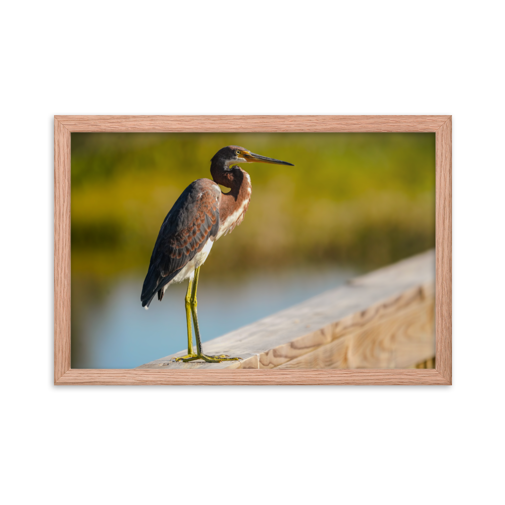 "Tricolor Crane in the Sunlight" Framed photo paper poster