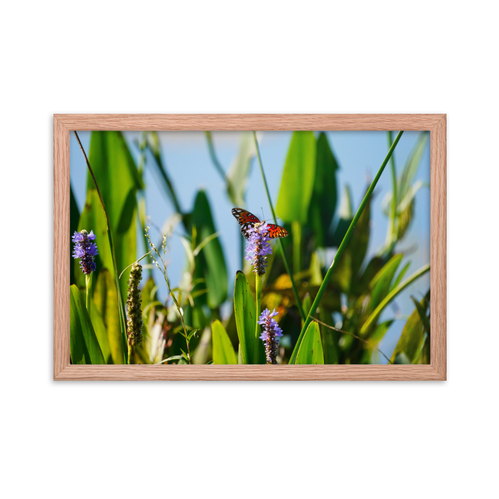 "Butterfly Feast" Framed photo paper poster