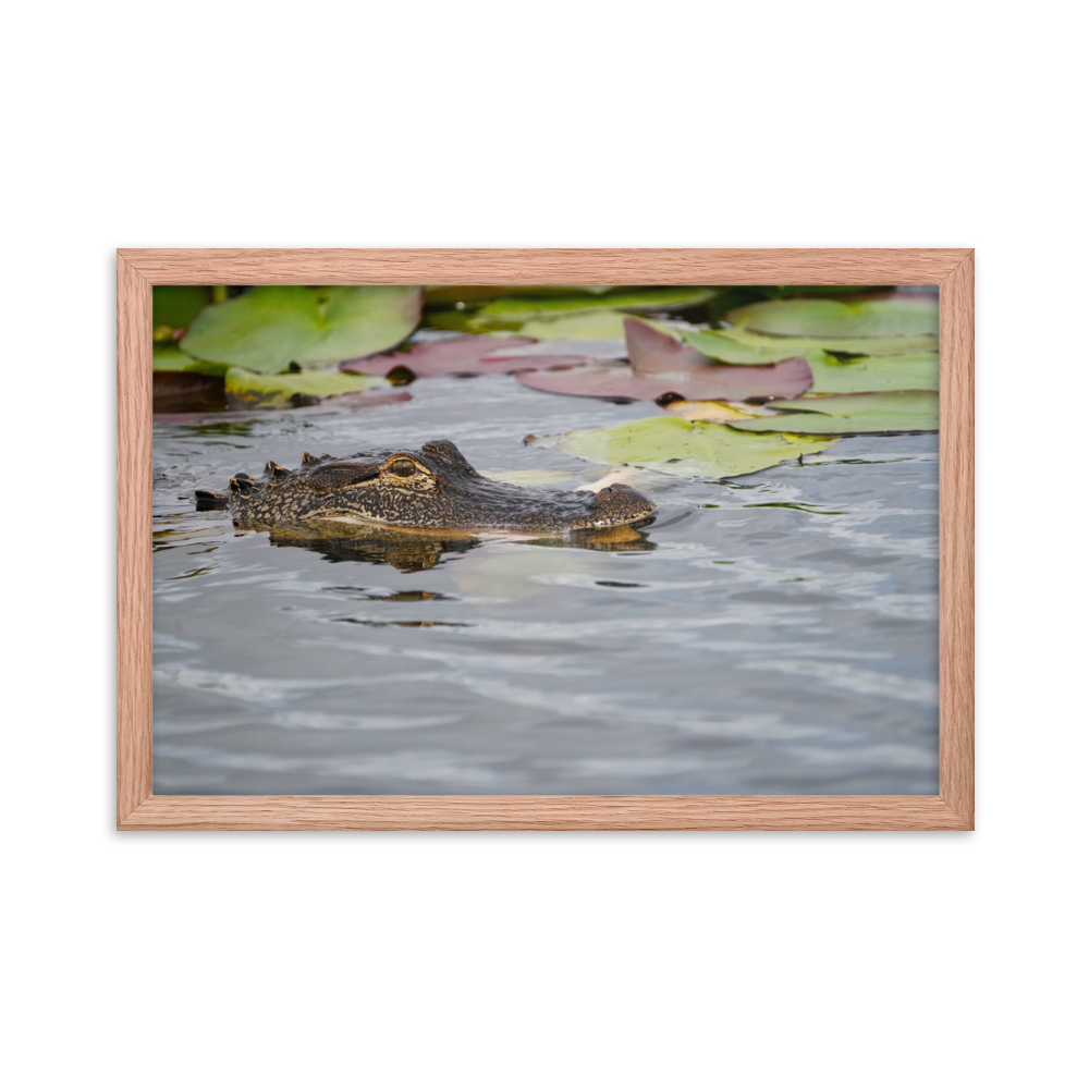 "Gator in Waiting" Framed photo paper poster