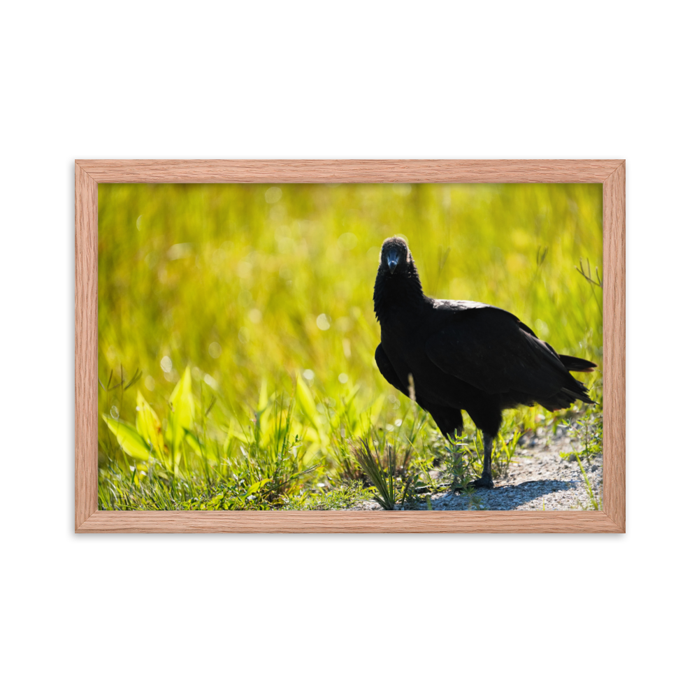 "Sunrise Scavenger" Framed photo paper poster