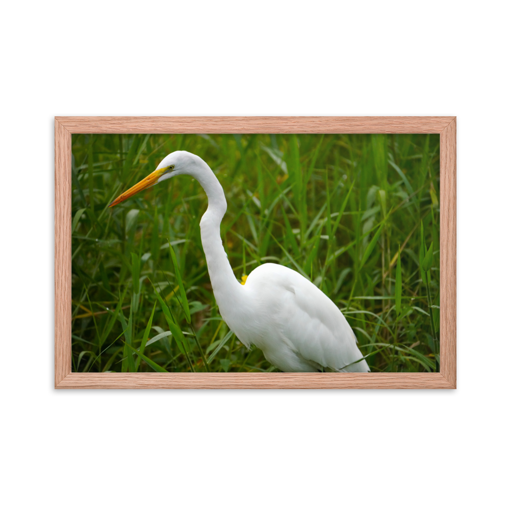 "White Crane in the Green Grass" Framed photo paper poster