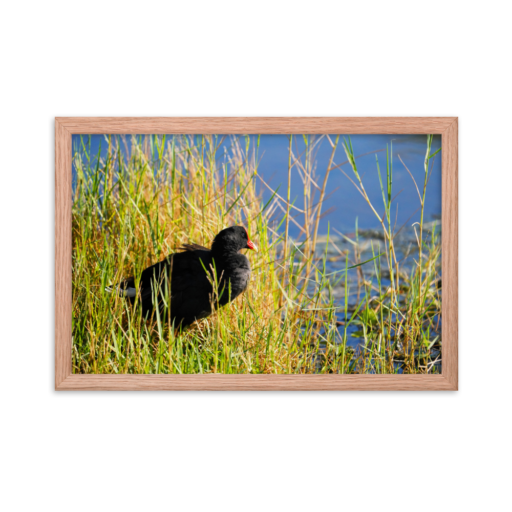 "Moorhen in the Golden Reeds" Framed photo paper poster