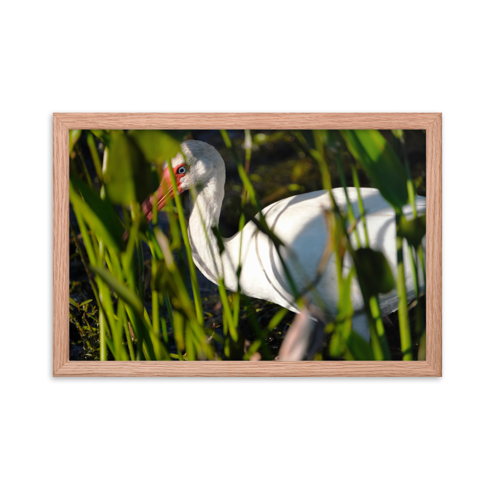 "Blue-eyed Ibis" Framed photo paper poster