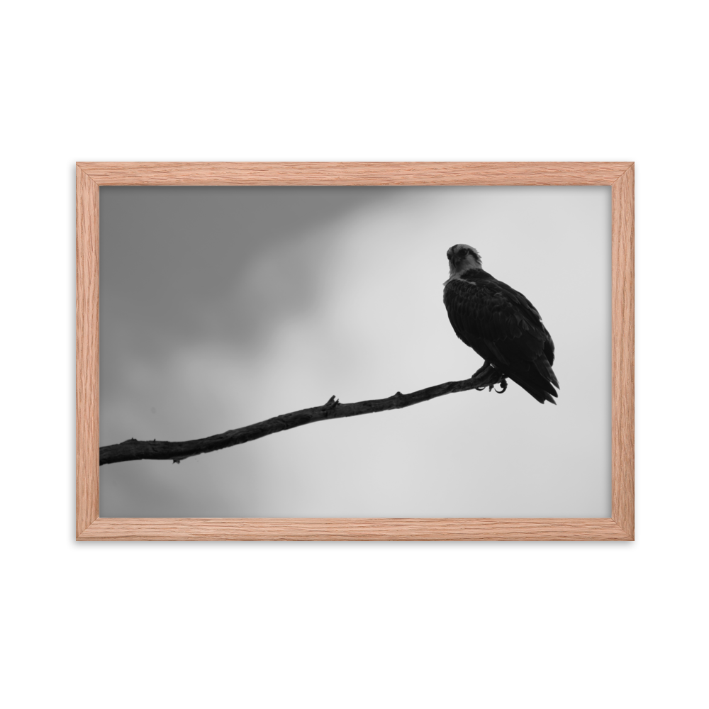 "Osprey in the Gloom" Framed photo paper poster