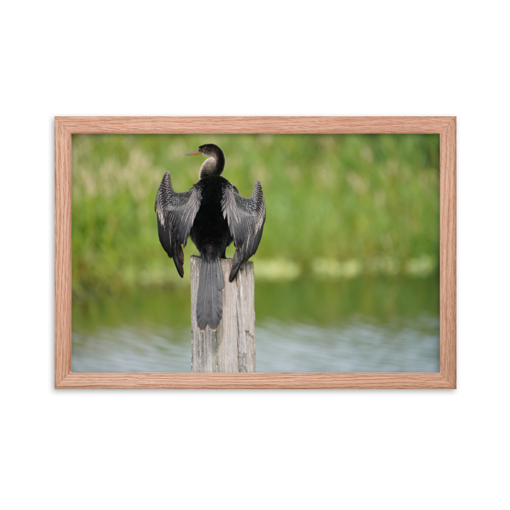 "Anhinga at Its Post" Framed photo paper poster