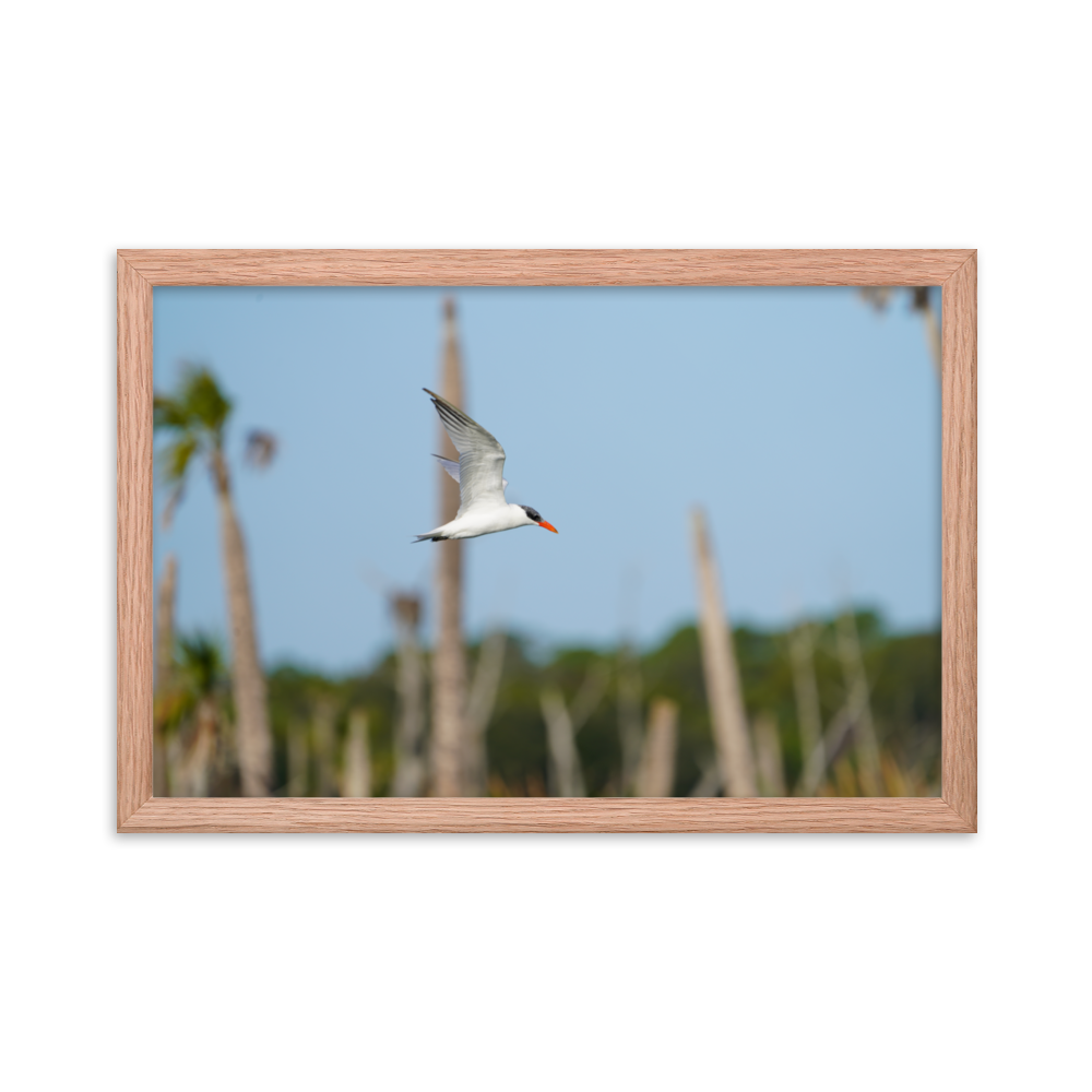 "Its Tern to Fly" Framed photo paper poster