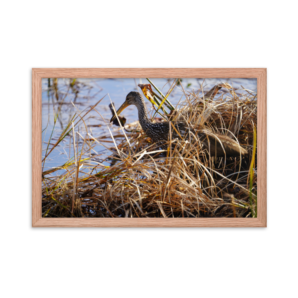 "Limpkin in the Shallows" Framed photo paper poster