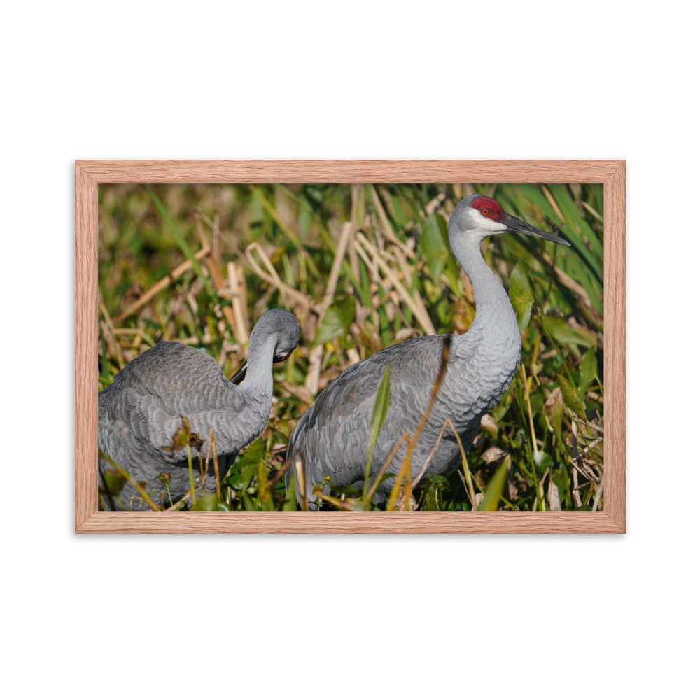 "Sandhills in the Morning" Framed photo paper poster