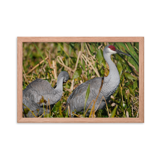 "Sandhills in the Morning" Framed photo paper poster