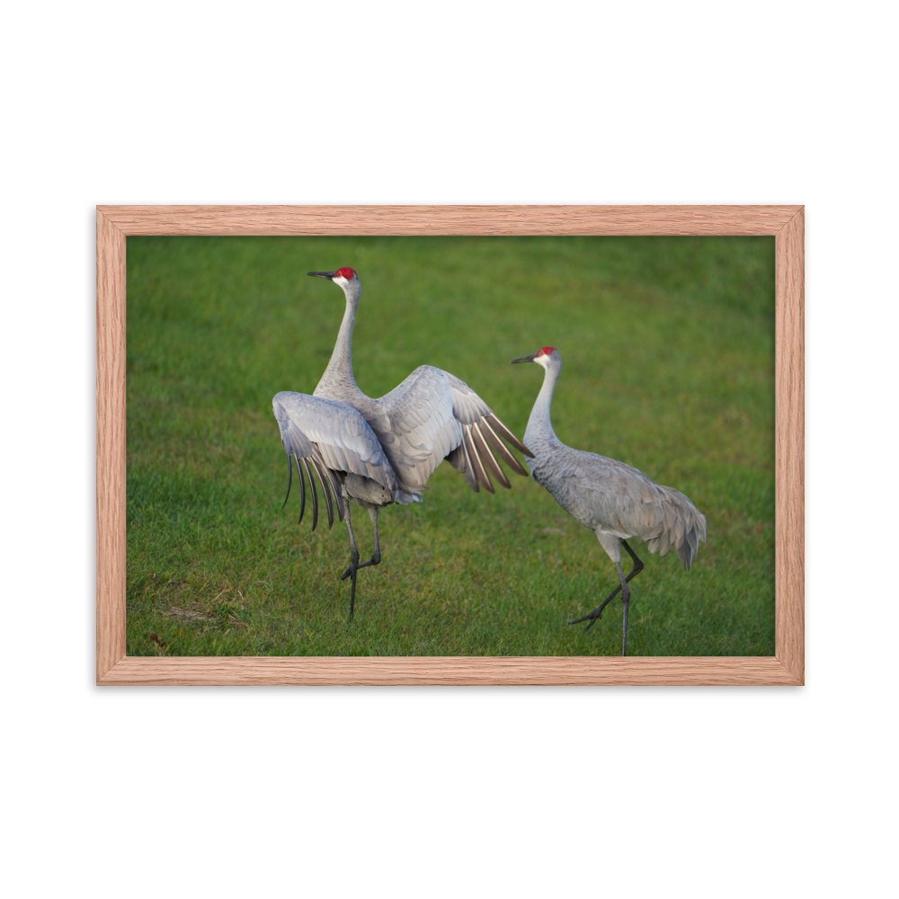 "Step Lively" Framed photo paper poster