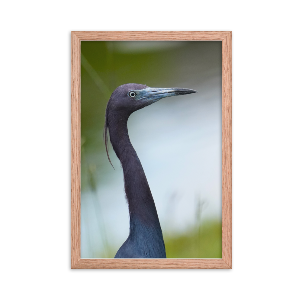 "Blue in the Face" Framed photo paper poster