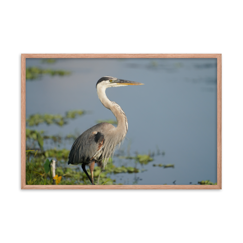 "Great Blue Heron Posing" Framed photo paper poster