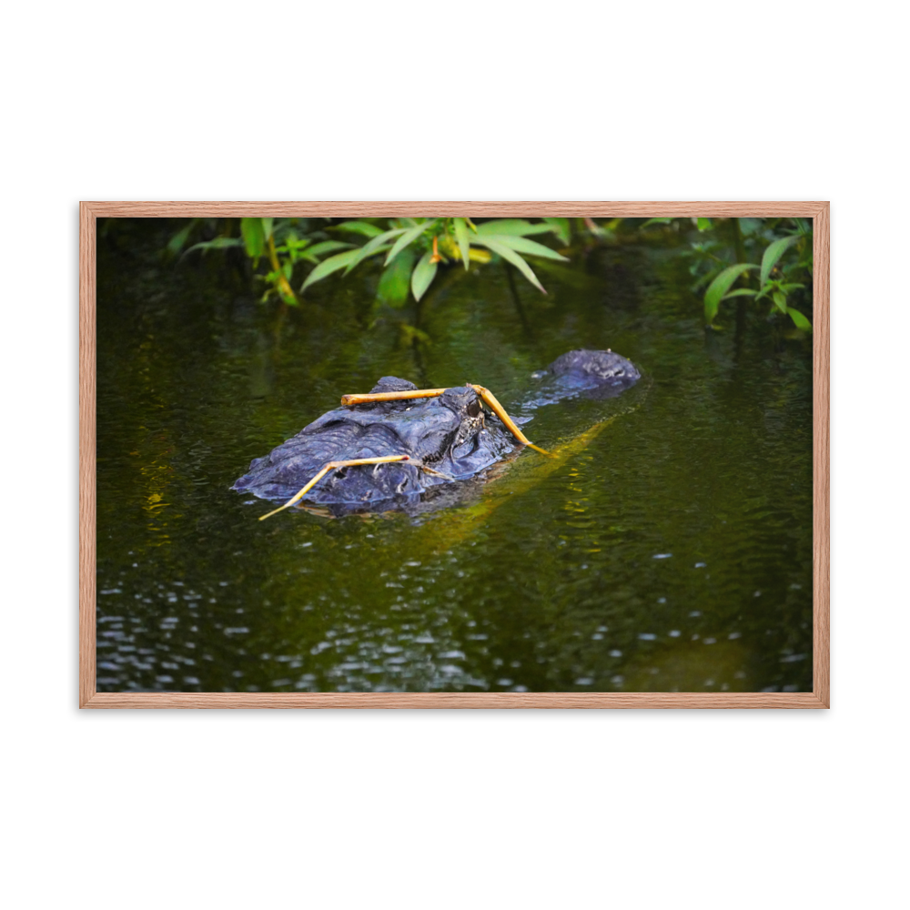 "Gator in Disguise" Framed photo paper poster