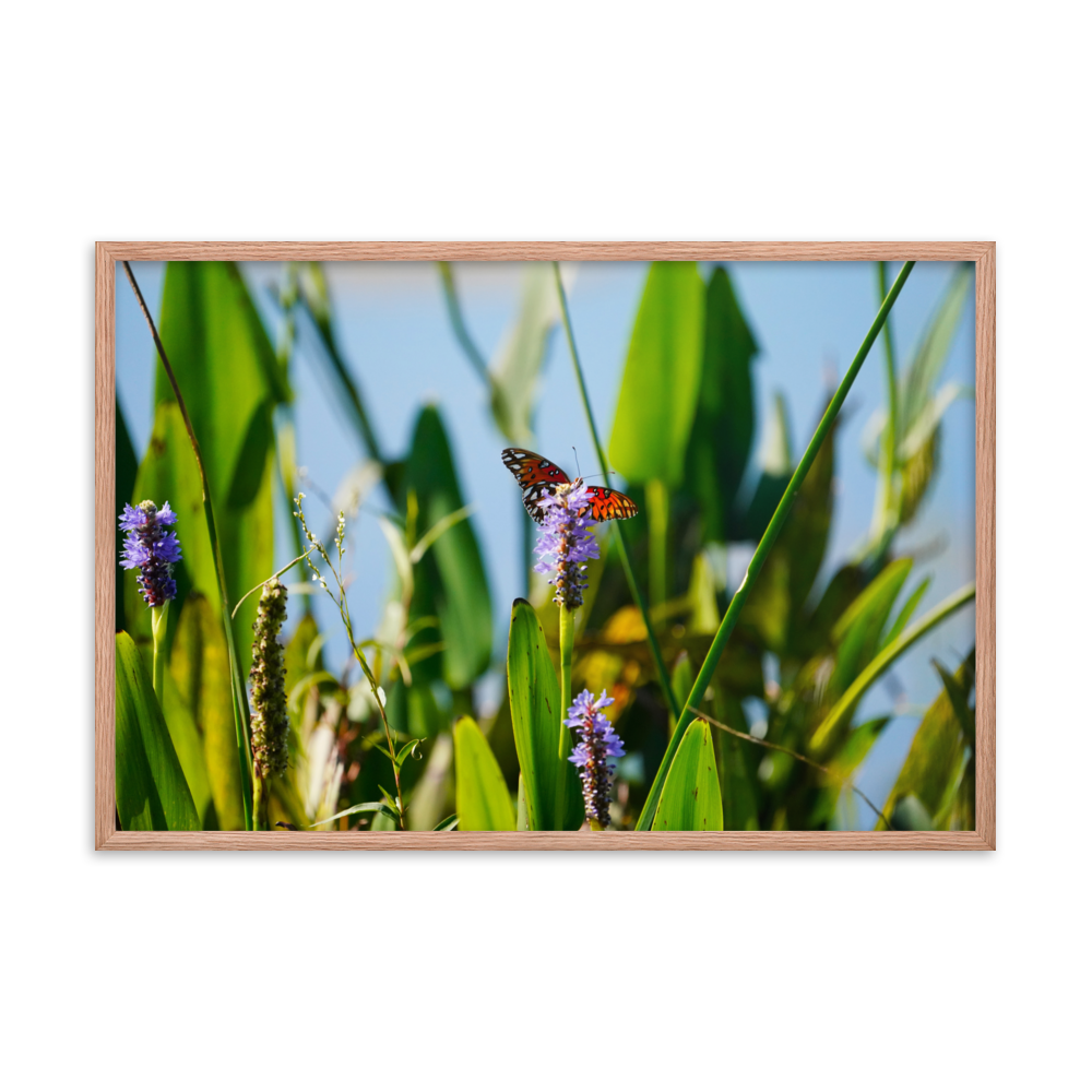 "Butterfly Feast" Framed photo paper poster