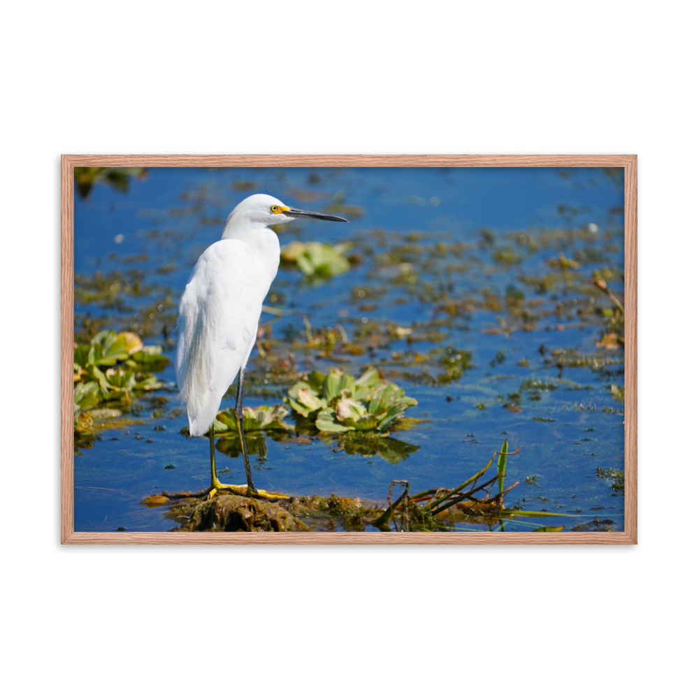 "Snowy Egret on the Water" Framed photo paper poster