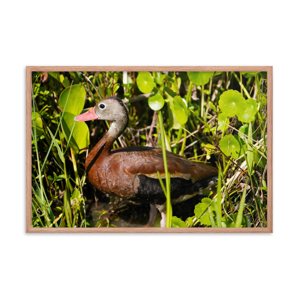 "Cute Little Whistling Duck" Framed photo paper poster