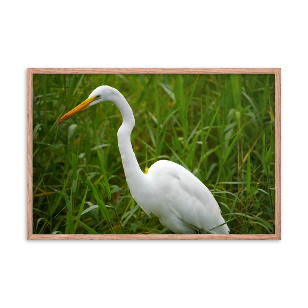 "White Crane in the Green Grass" Framed photo paper poster