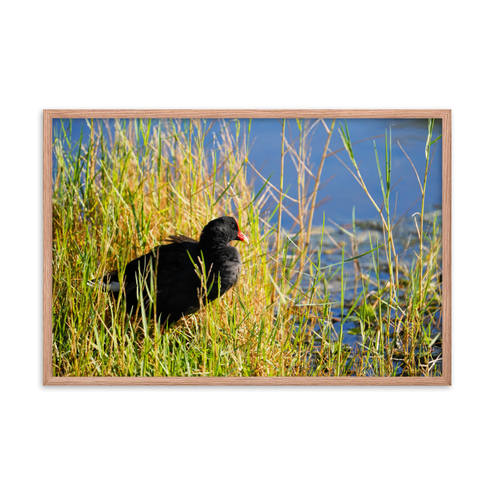 "Moorhen in the Golden Reeds" Framed photo paper poster