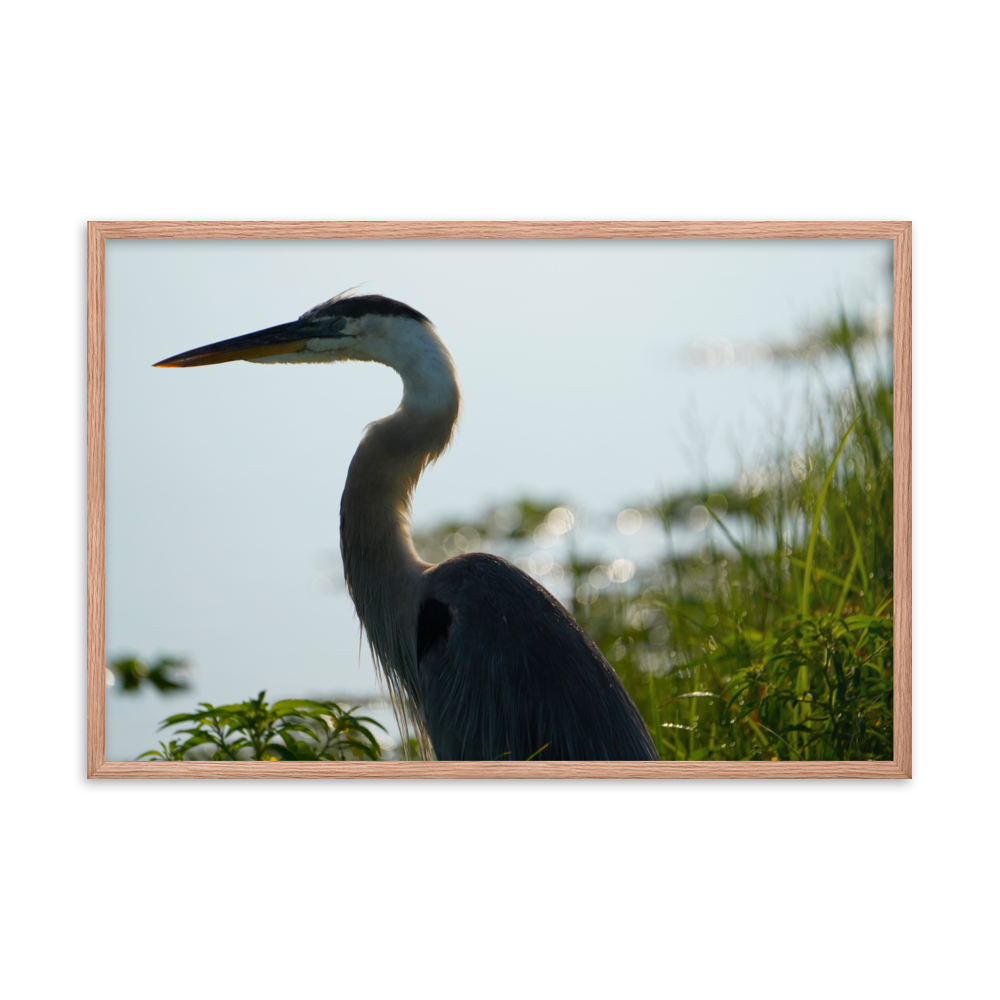 "Pensive Great Blue Heron" Framed photo paper poster