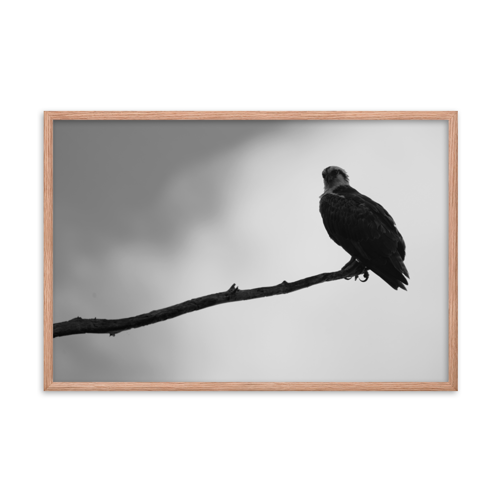 "Osprey in the Gloom" Framed photo paper poster