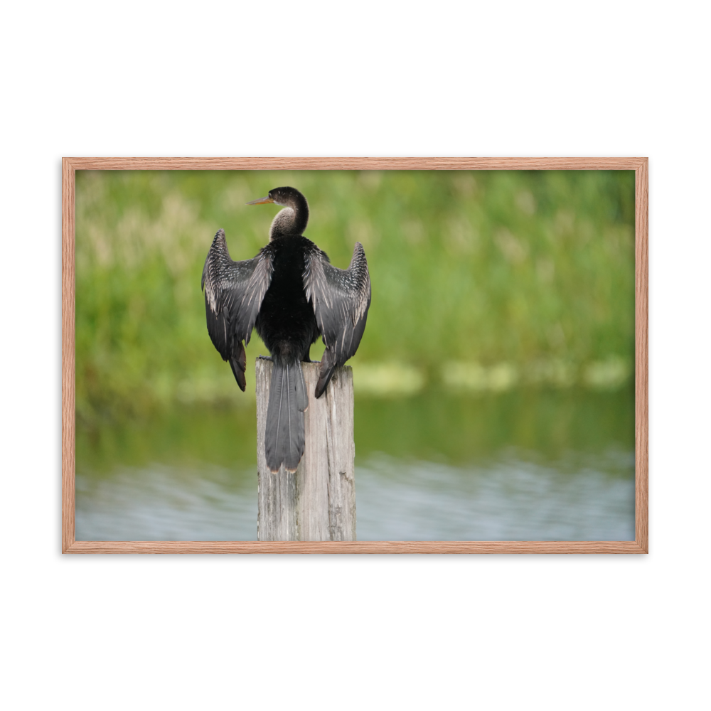 "Anhinga at Its Post" Framed photo paper poster