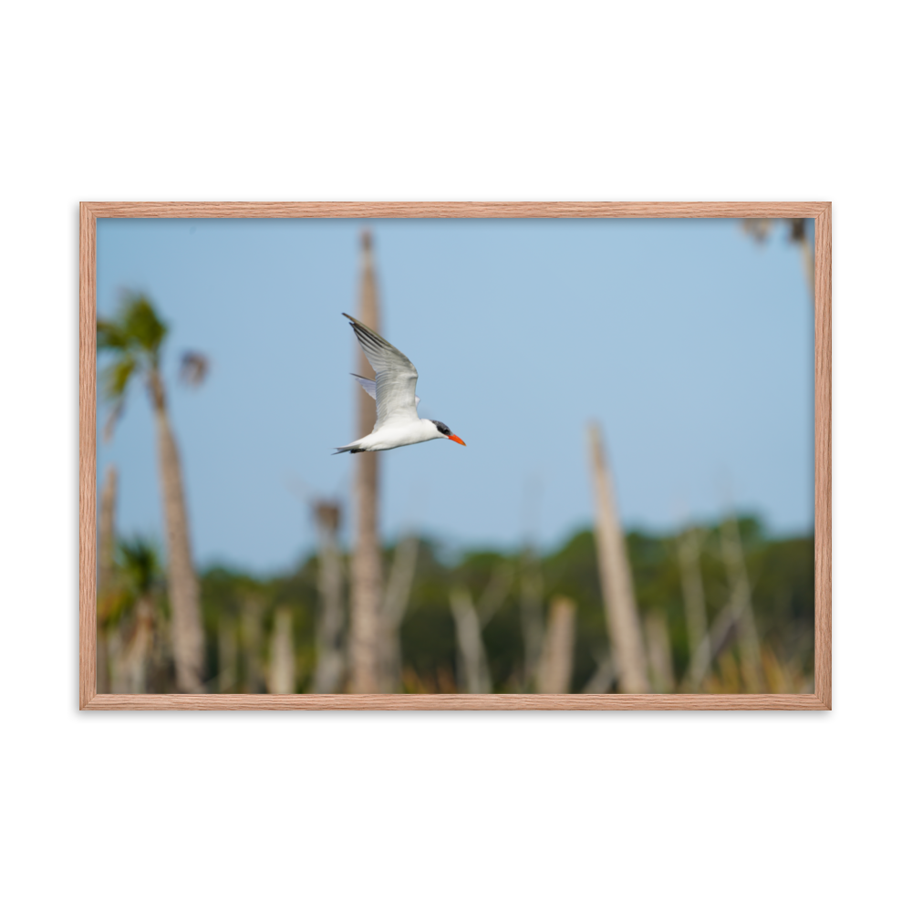 "Its Tern to Fly" Framed photo paper poster