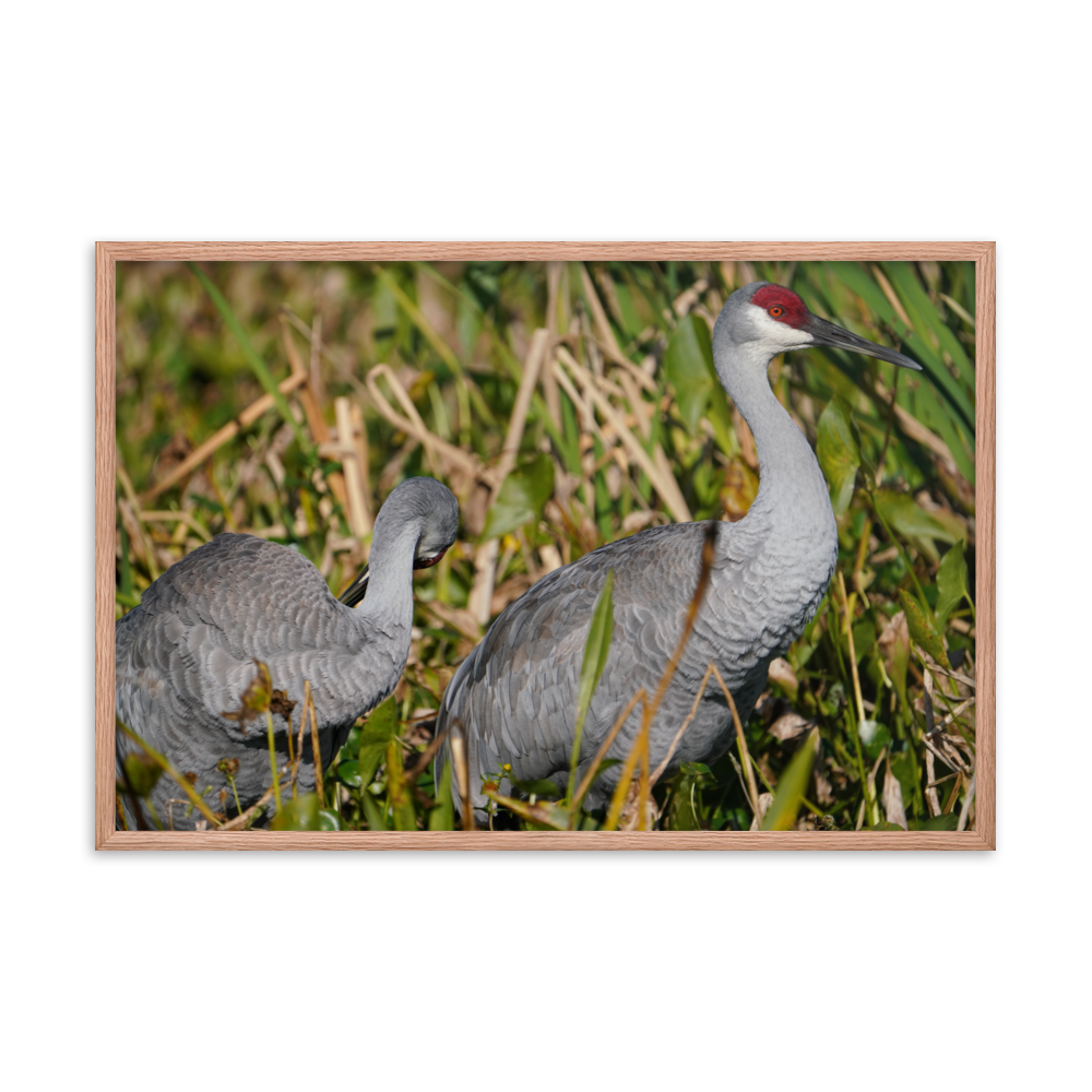 "Sandhills in the Morning" Framed photo paper poster