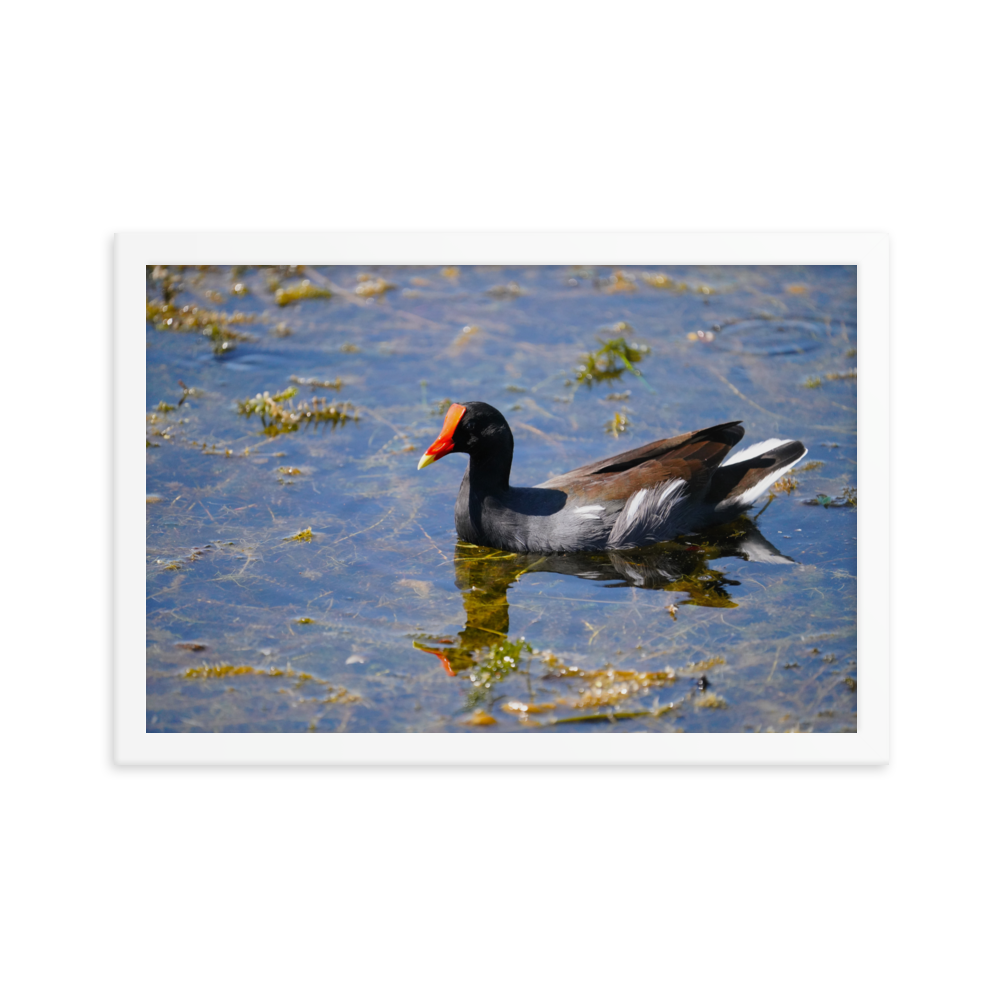 "Morning Moorhen" Framed photo paper poster