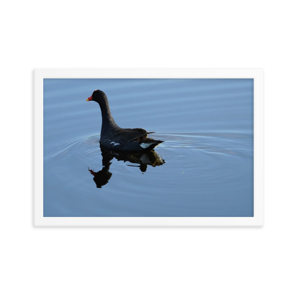 "Moorhen on the Blue" Framed photo paper poster