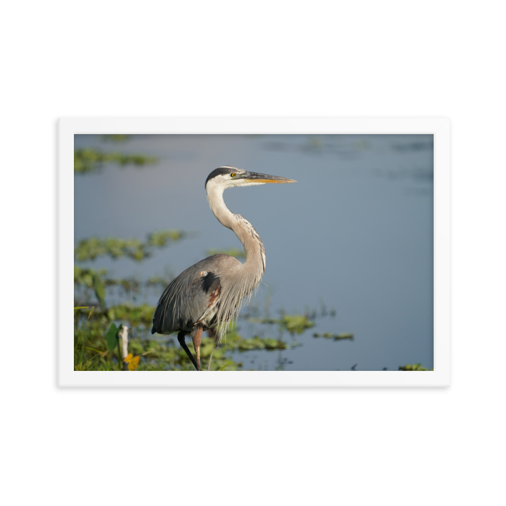 "Great Blue Heron Posing" Framed photo paper poster