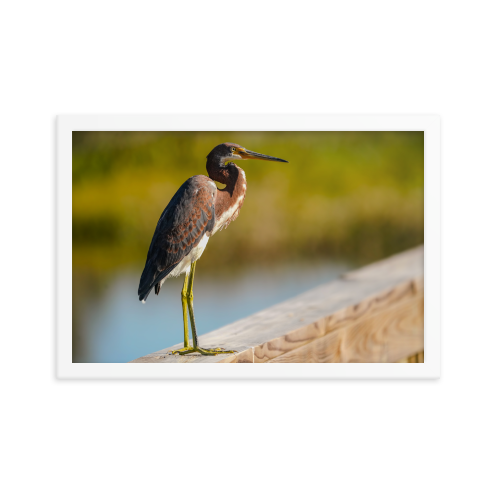 "Tricolor Crane in the Sunlight" Framed photo paper poster