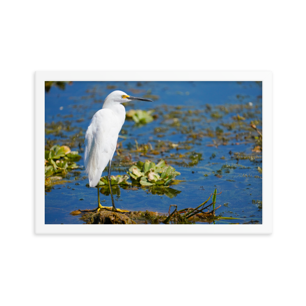 "Snowy Egret on the Water" Framed photo paper poster