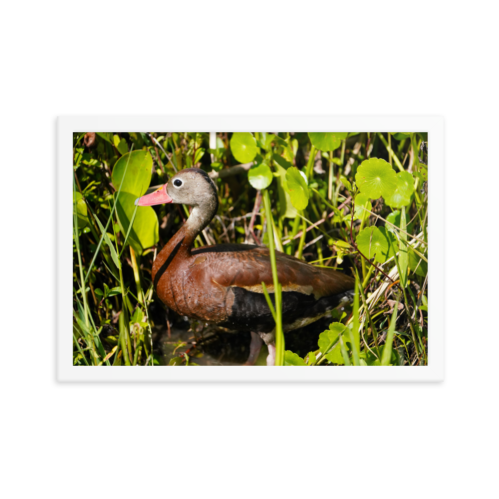 "Cute Little Whistling Duck" Framed photo paper poster