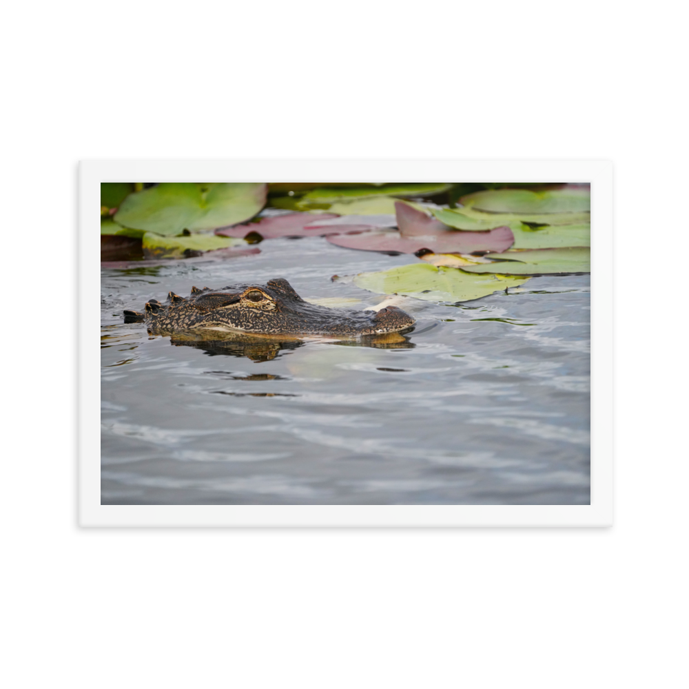 "Gator in Waiting" Framed photo paper poster