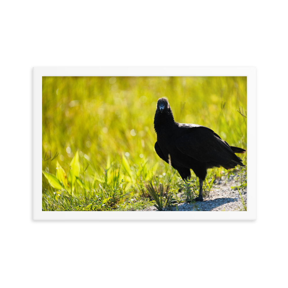 "Sunrise Scavenger" Framed photo paper poster