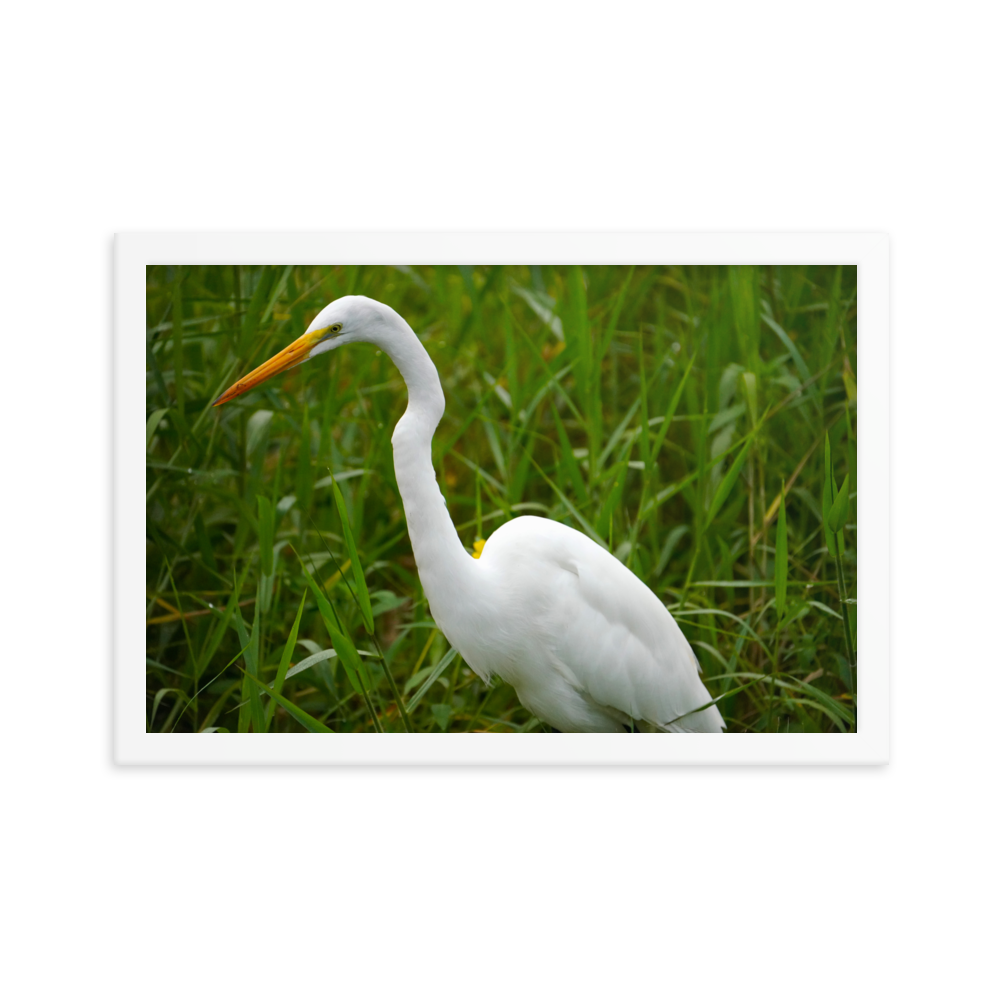 "White Crane in the Green Grass" Framed photo paper poster