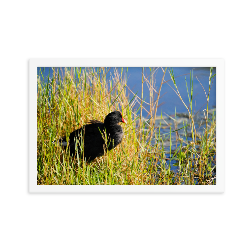 "Moorhen in the Golden Reeds" Framed photo paper poster