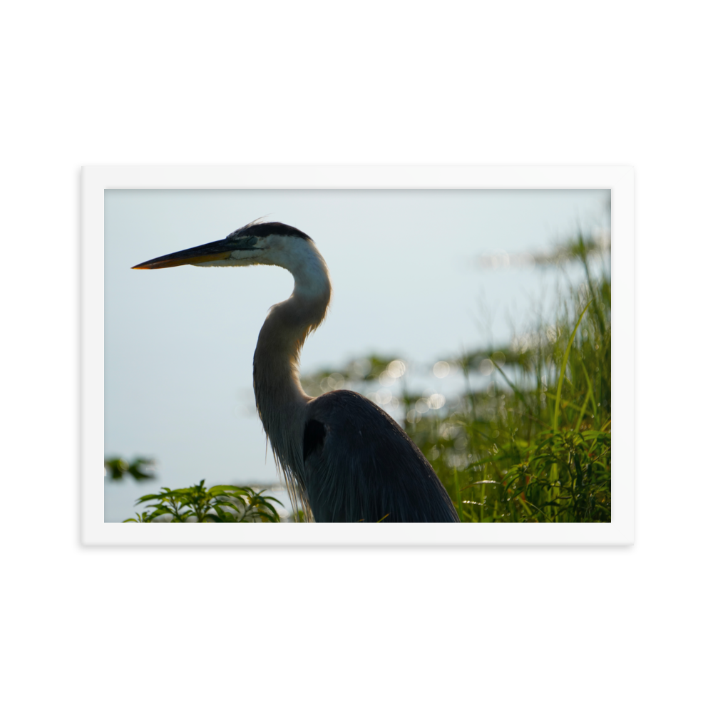 "Pensive Great Blue Heron" Framed photo paper poster