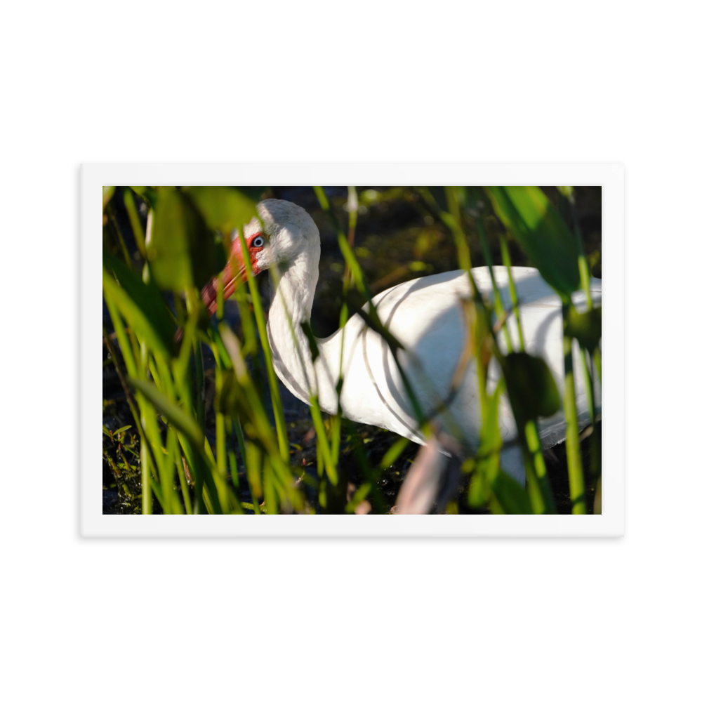 "Blue-eyed Ibis" Framed photo paper poster