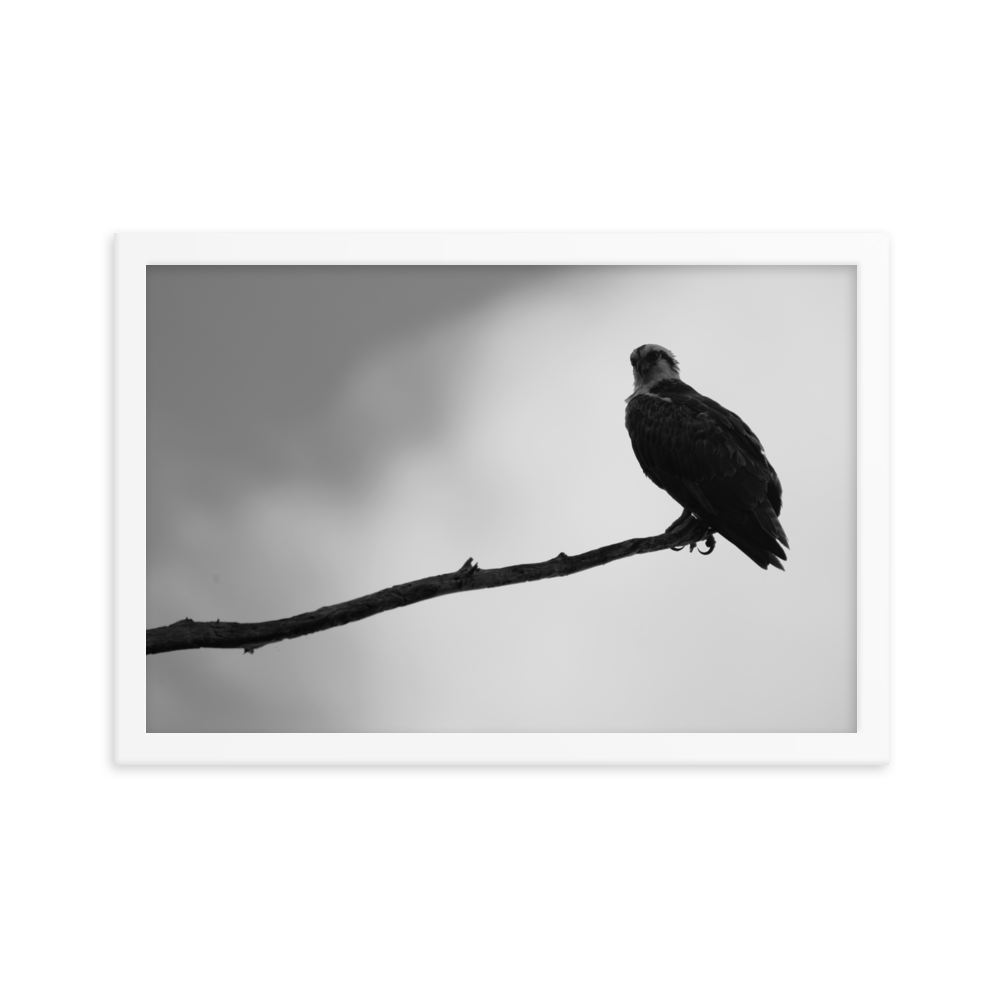 "Osprey in the Gloom" Framed photo paper poster