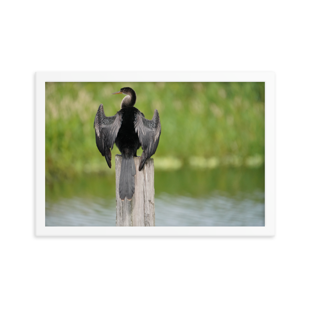 "Anhinga at Its Post" Framed photo paper poster