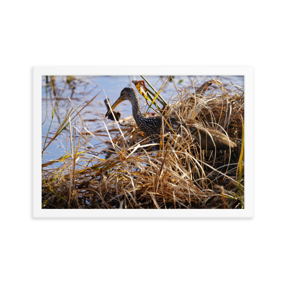 "Limpkin in the Shallows" Framed photo paper poster