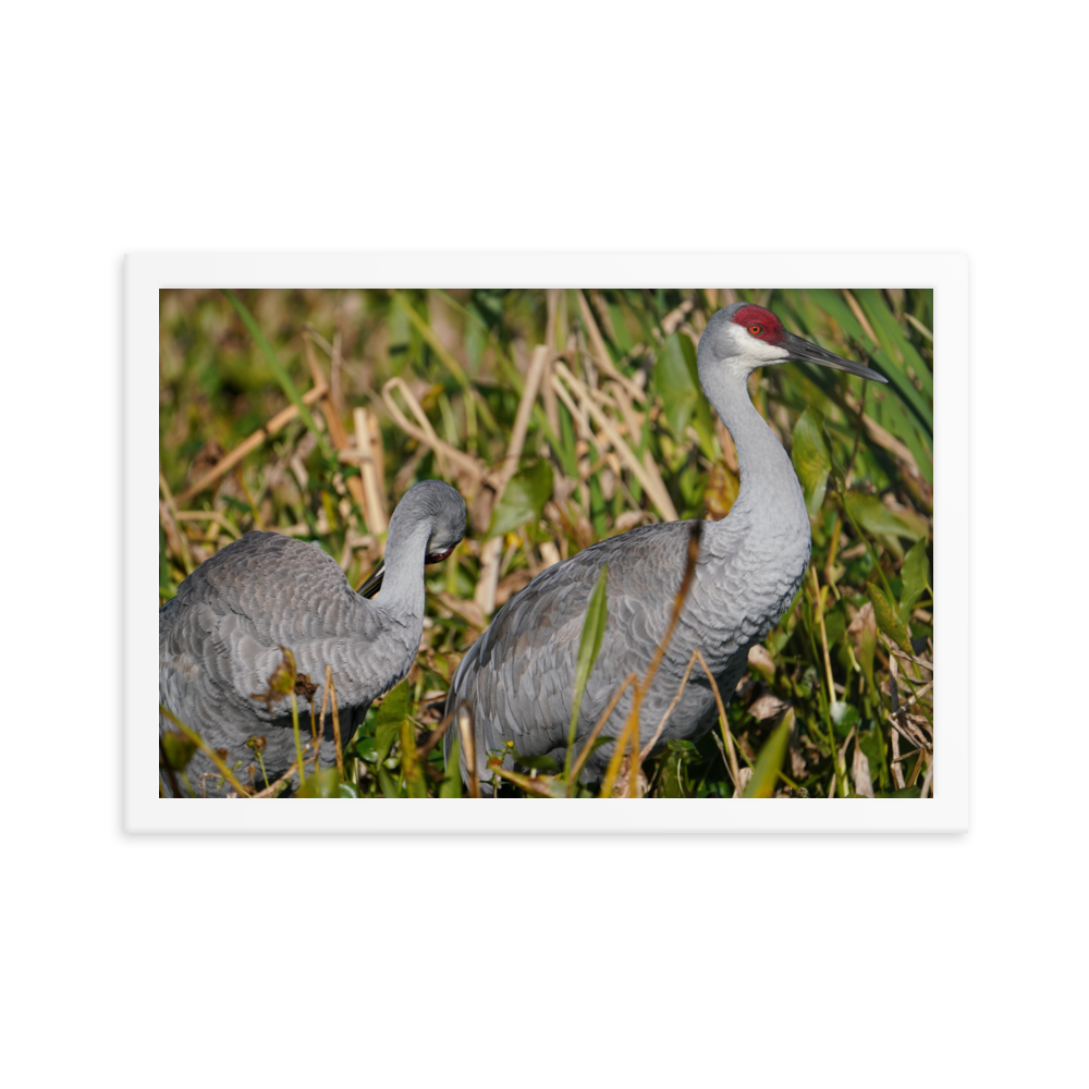 "Sandhills in the Morning" Framed photo paper poster