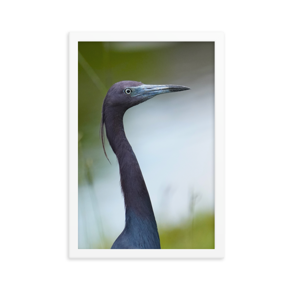 "Blue in the Face" Framed photo paper poster