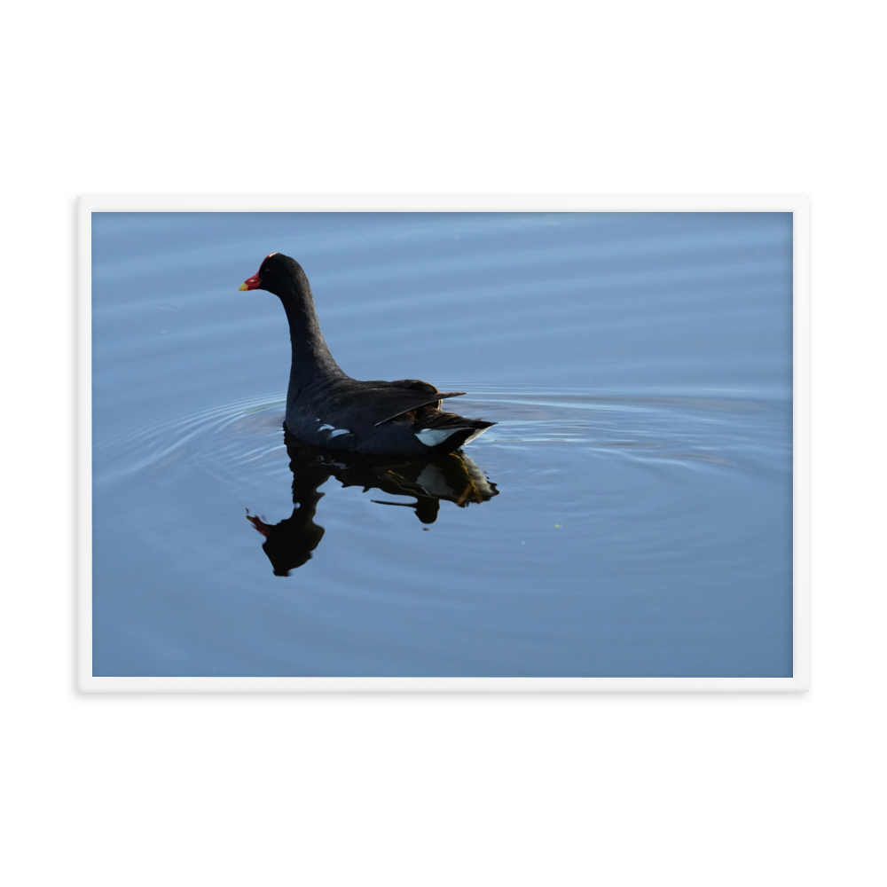 "Moorhen on the Blue" Framed photo paper poster